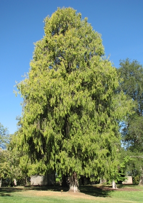 Cupressus funebris