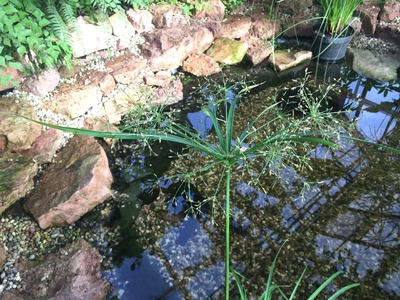 Cyperus textilis