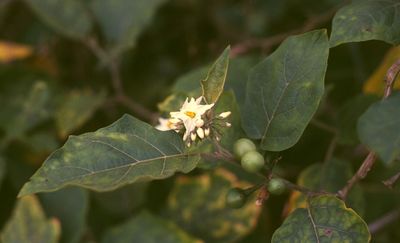 Solanum torvum