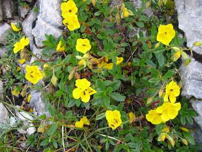 Helianthemum nummularium