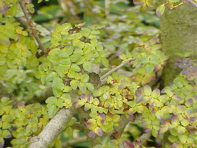 Fraxinus xanthoxyloides