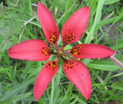 Lilium philadelphicum