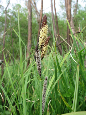 Carex acutiformis