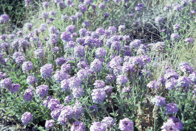 Abronia villosa