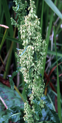 Rumex occidentalis