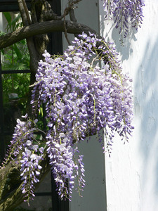 Japanese Wisteria