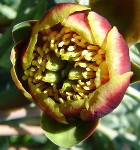 Brown's Peony