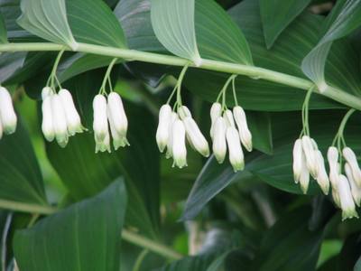 Polygonatum multiflorum