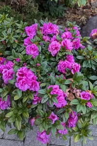 Encore Azalea- Autumn Majesty 