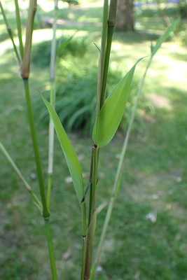 Phyllostachys propinqua