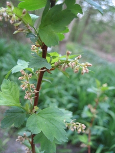 Ribes maximowiczii