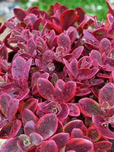 Stonecrop Sunsparkler 'Wildfire'