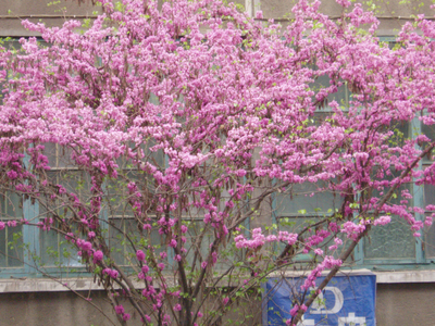 Cercis chinensis