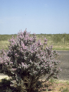 Cenzio, Purple Sage, Texas Ranger, Texas Barometer Bush, Texas Silverleaf, Texas Sage