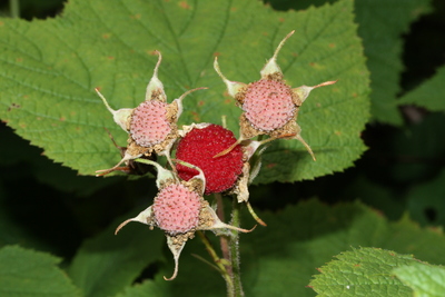 Rubus parviflorus