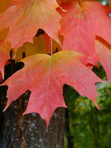 Sugar maple