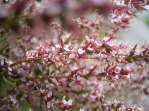 French tamarisk