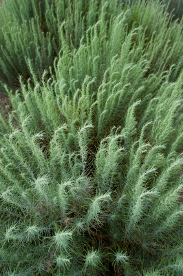 Artemisia filifolia