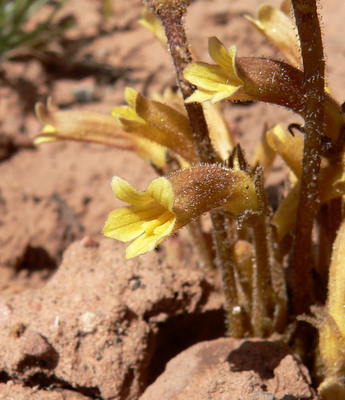 Orobanche fasciculata