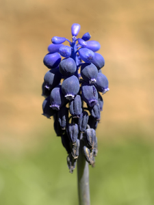 Grape Hyacinth