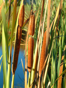 Broadleaf Cumbungi