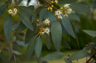 Eucalyptus gunnii