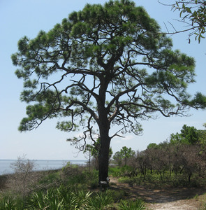 Slash Pine