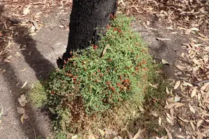 climbing saltbush or nodding saltbush