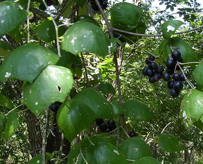 Vitis mustangensis