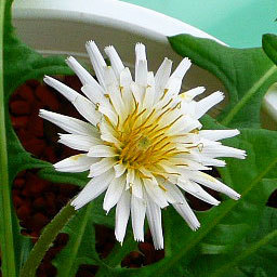 Taraxacum albidum