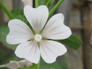 Dwarf Mallow