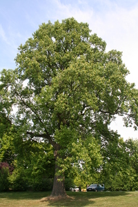 Tulip Tree