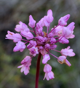 Snake Lily