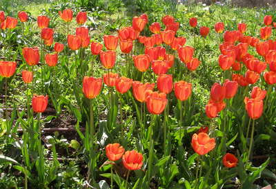 Tulipa gesneriana