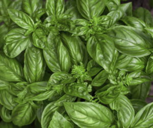 Basil Genovese Seed (Organic)