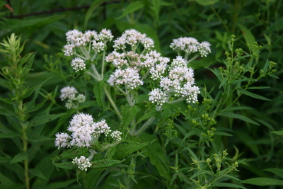 Eupatorium perfoliatum