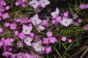 Pinnate Boronia