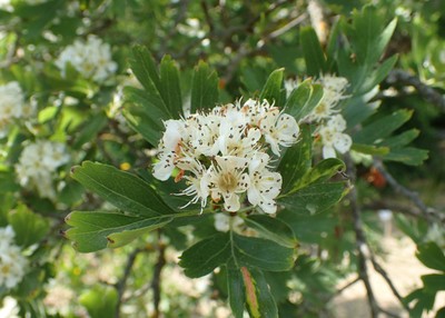 Crataegus pontica