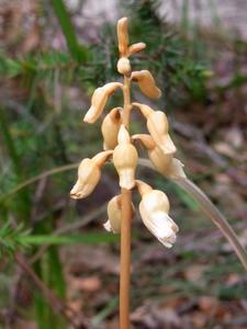 Potato Orchid