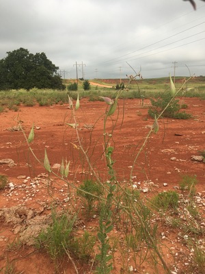 Engelmann's milkweed with seedpods in Oklahoma