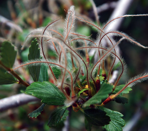 Mountain Mahogany