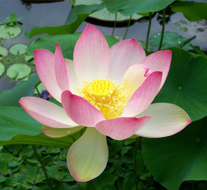 Sacred Water Lotus