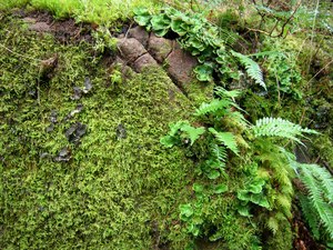 Licorice Fern