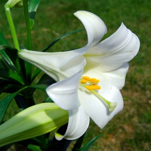 White Trumpet Lily
