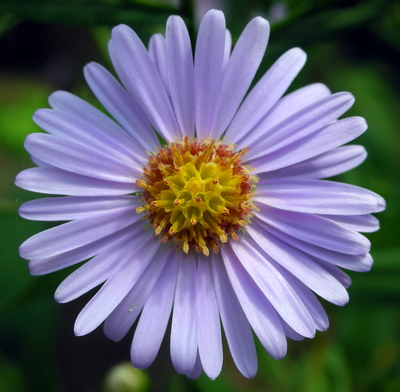 Aster tataricus