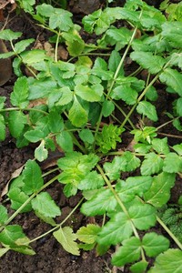 Bastard Stone-Parsley