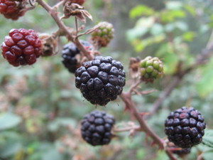 Elm-Leaved Bramble