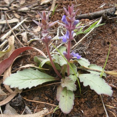 Ajuga australis