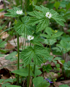 Goldenseal