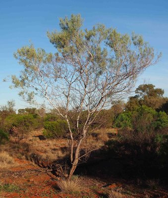 Acacia murrayana